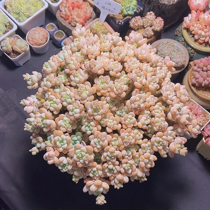 心**飞劳尔，多肉植物，