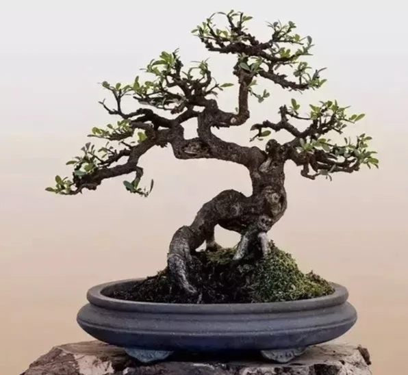 云南特色盆栽盆景铁马鞭水杨梅石楠花金弹子瘤枝卫矛舍利子！室内