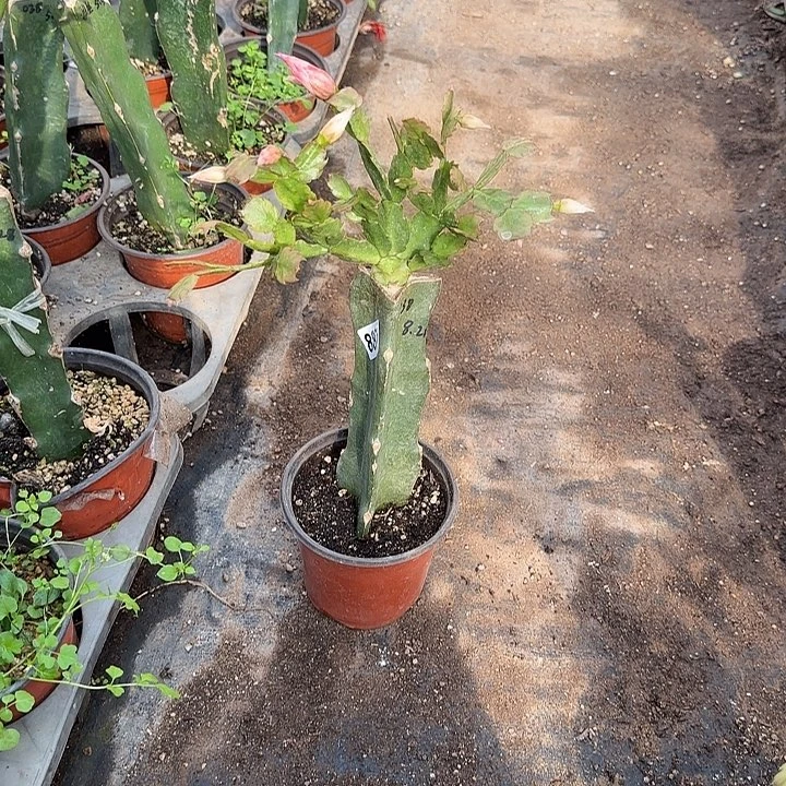 用***子887嫁接蟹爪兰：038