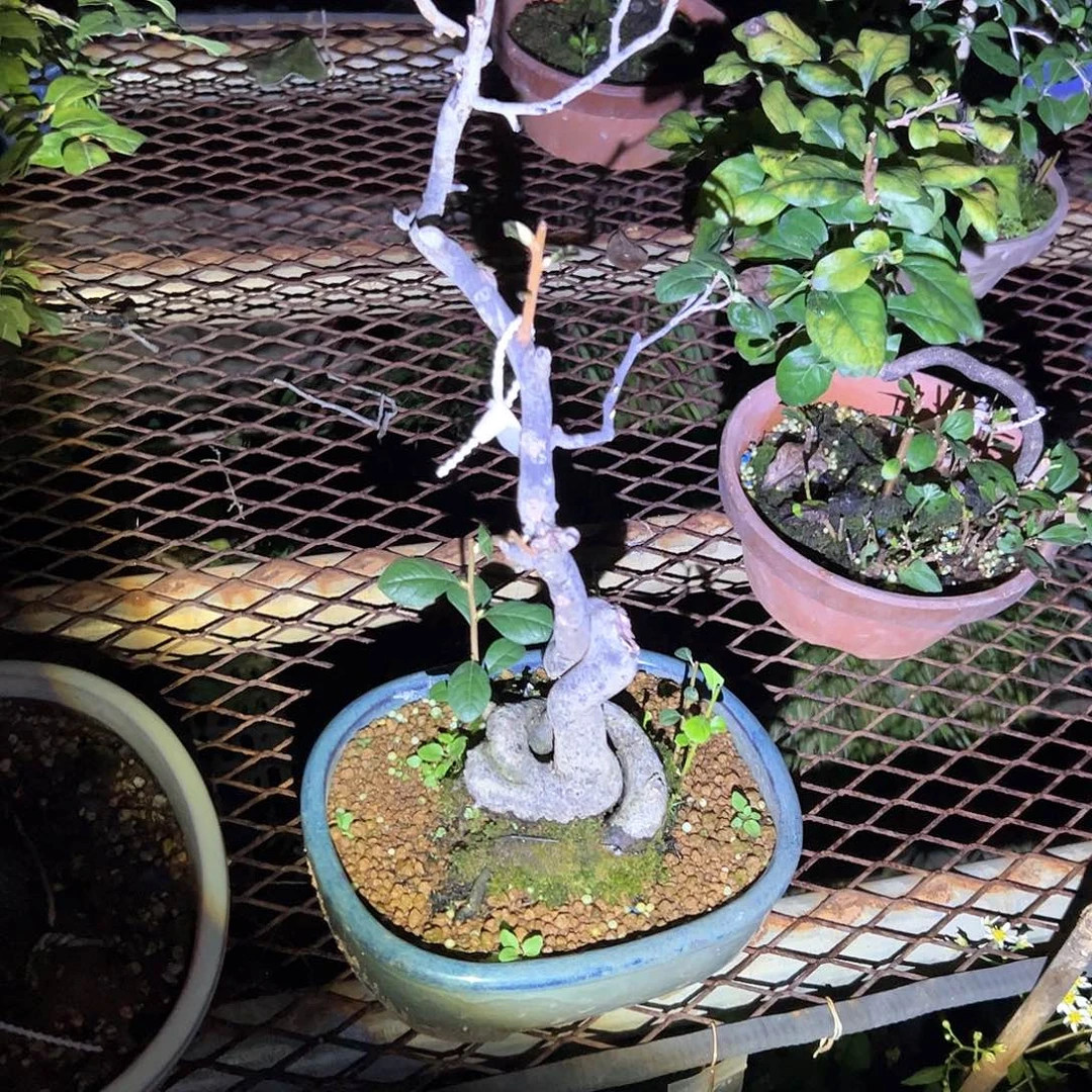 无花朵盆景不包邮98898