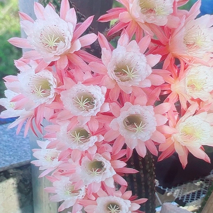 金妞  菲德尔 侧芽 10厘米 满20包邮