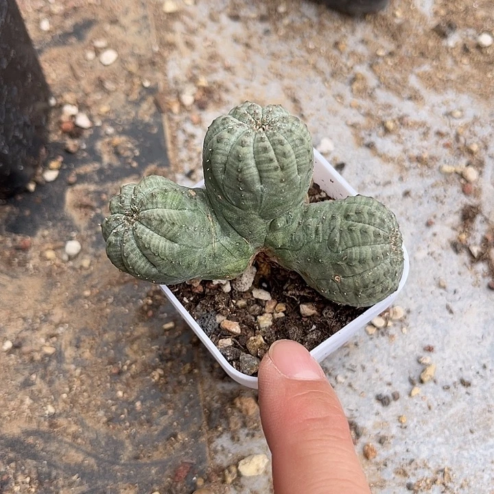 无花朵三头布纹球一物一拍