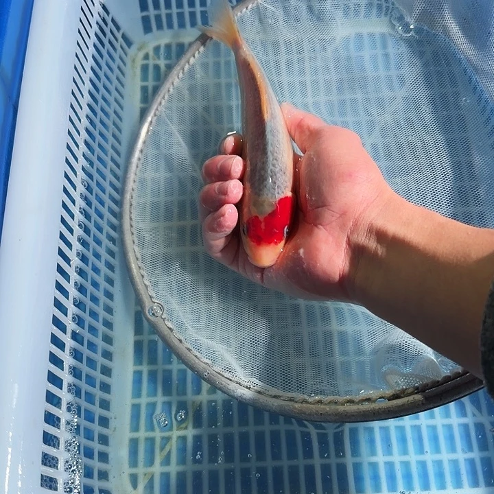 锦鲤锦鲤锦鲤锦鲤