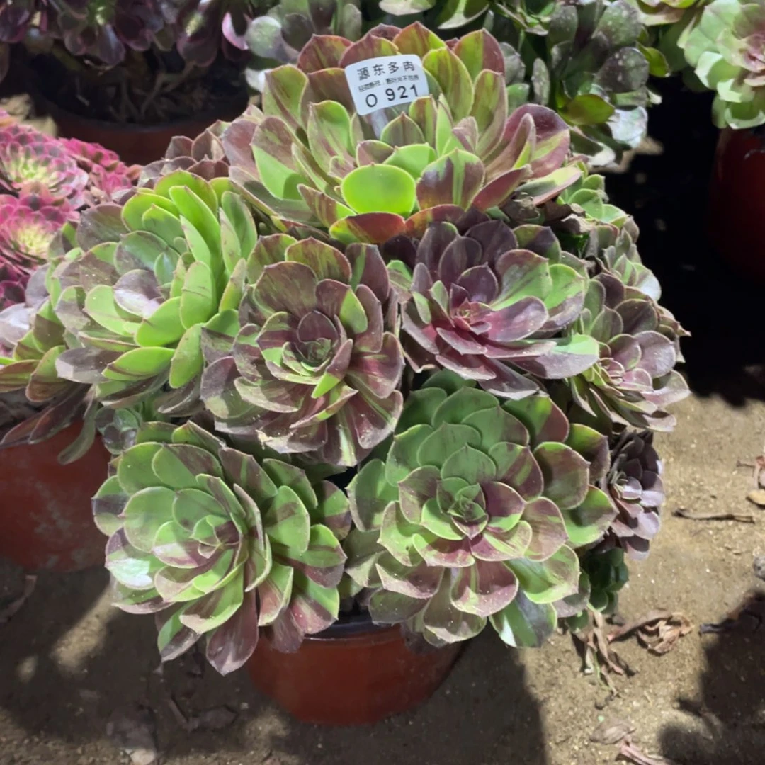 921花月夜多肉法师断枝不包