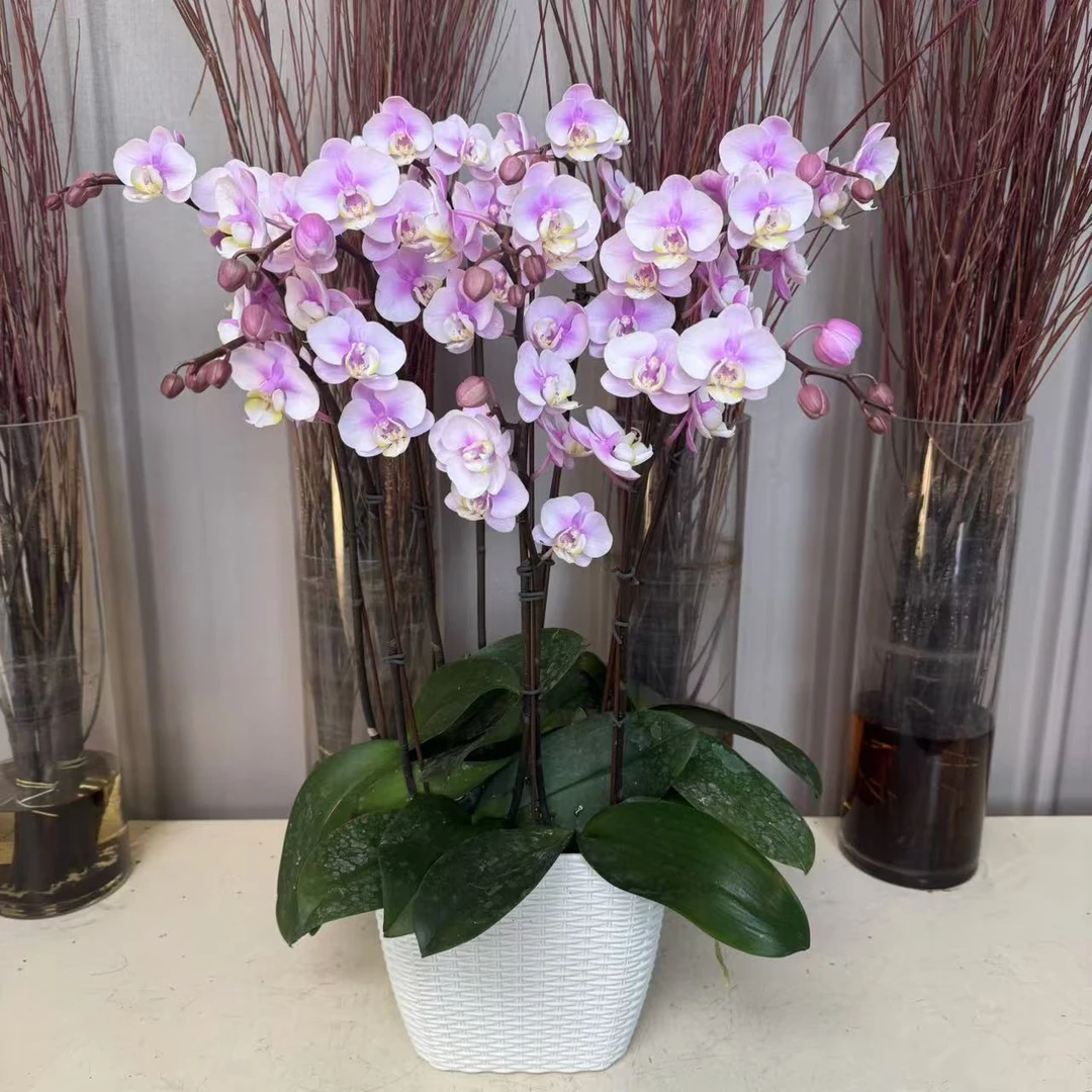 年宵花蝴蝶兰【罗斯基勒】室内花卉盆栽带花客厅绿植乔迁鲜花礼品