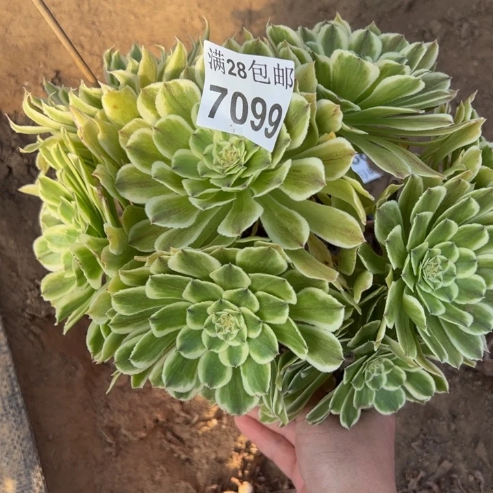 7099碧浪有干巴多肉植物