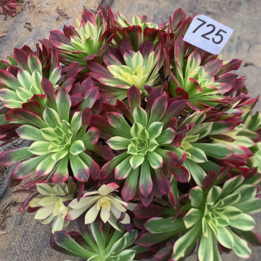 725天合多肉植物