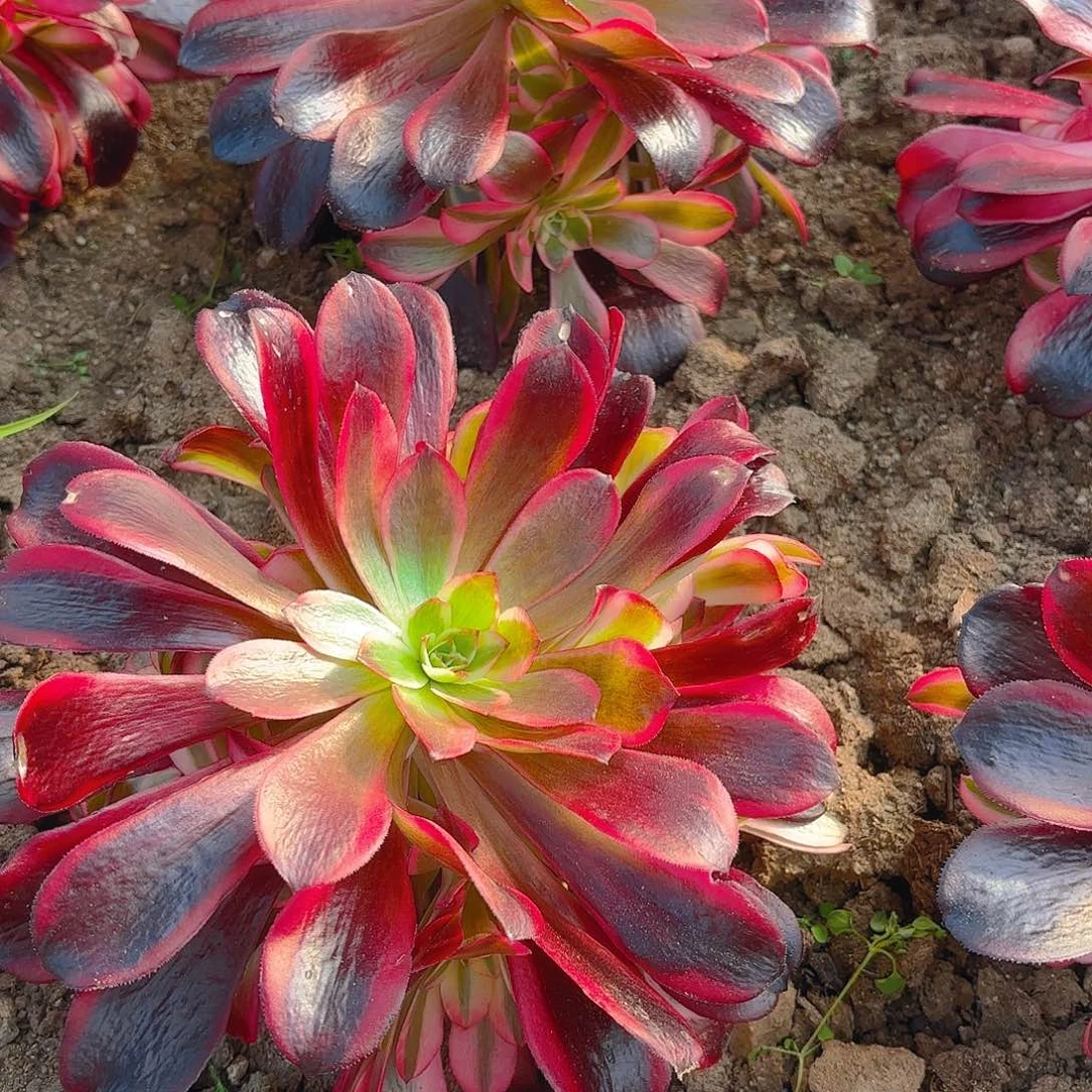 蛇毒美杜莎多肉植物手捧