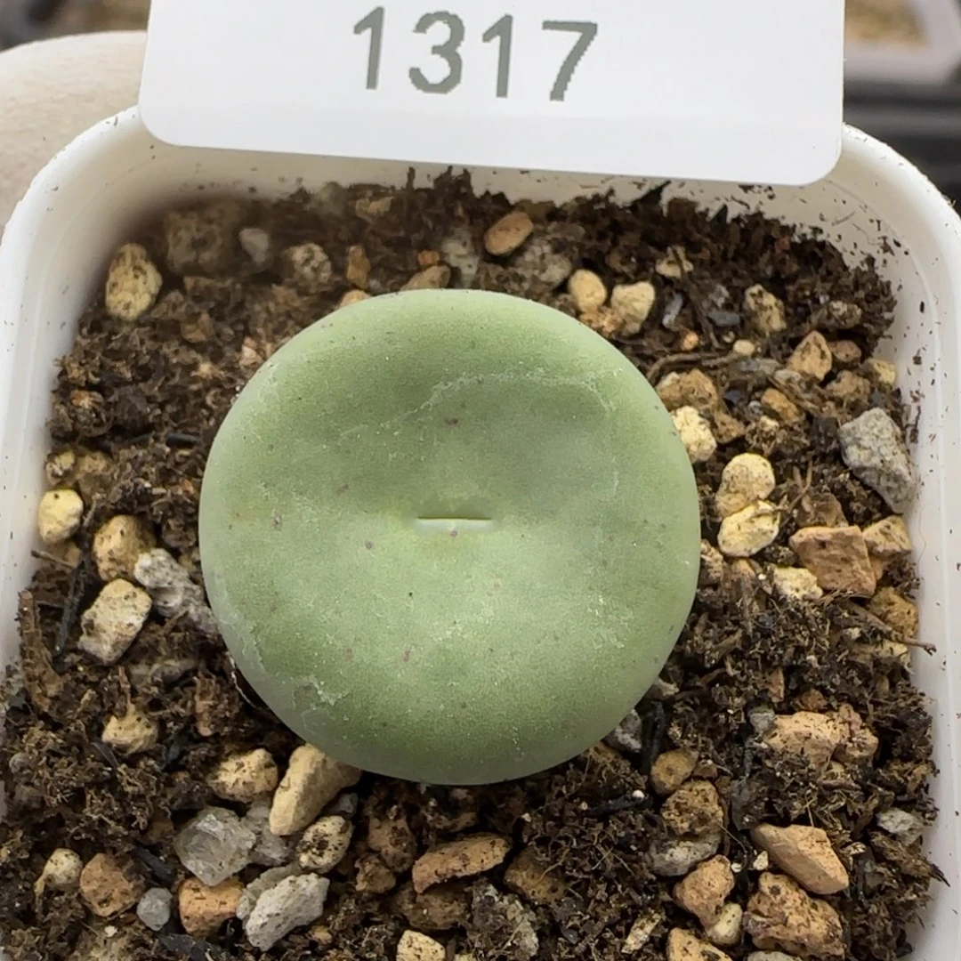 1317。默认脱土。18包邮。偏远88包邮