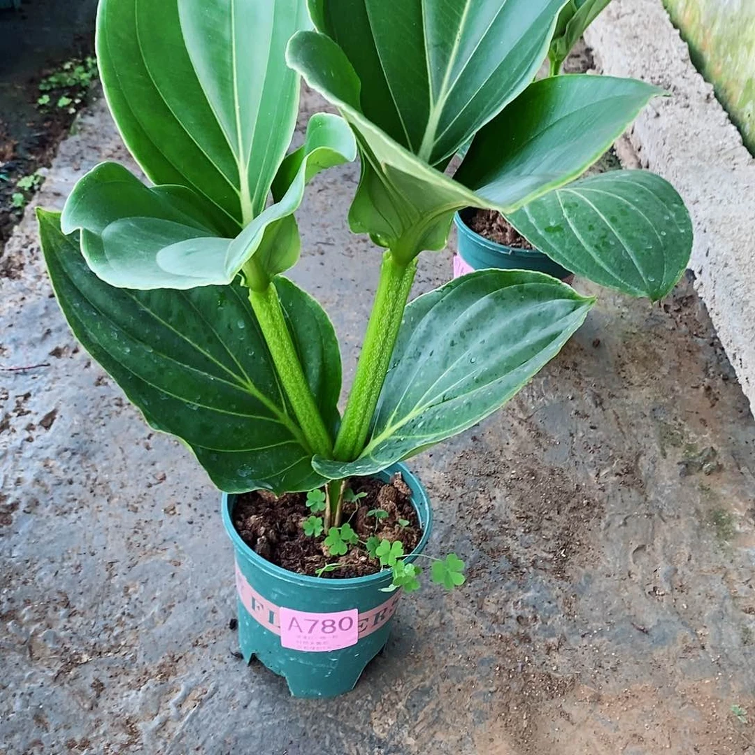 心**海木本花卉780