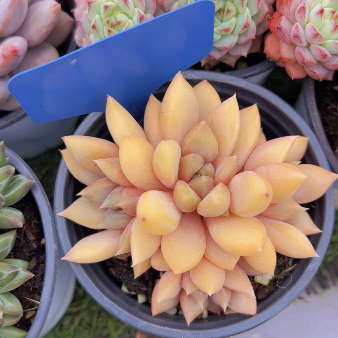 香玉的故事是一个人的故事吗