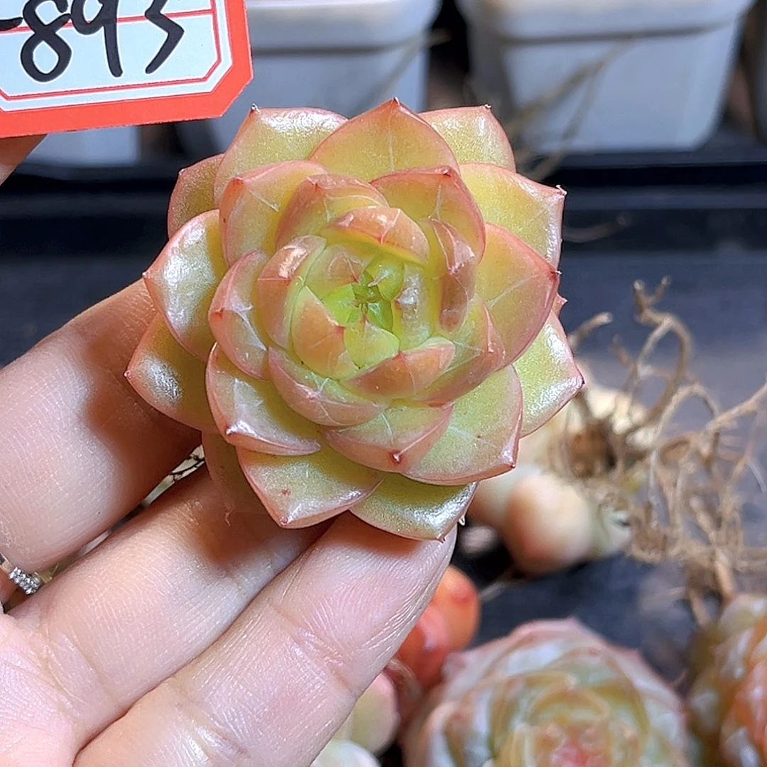 F893一物一拍 玄杳