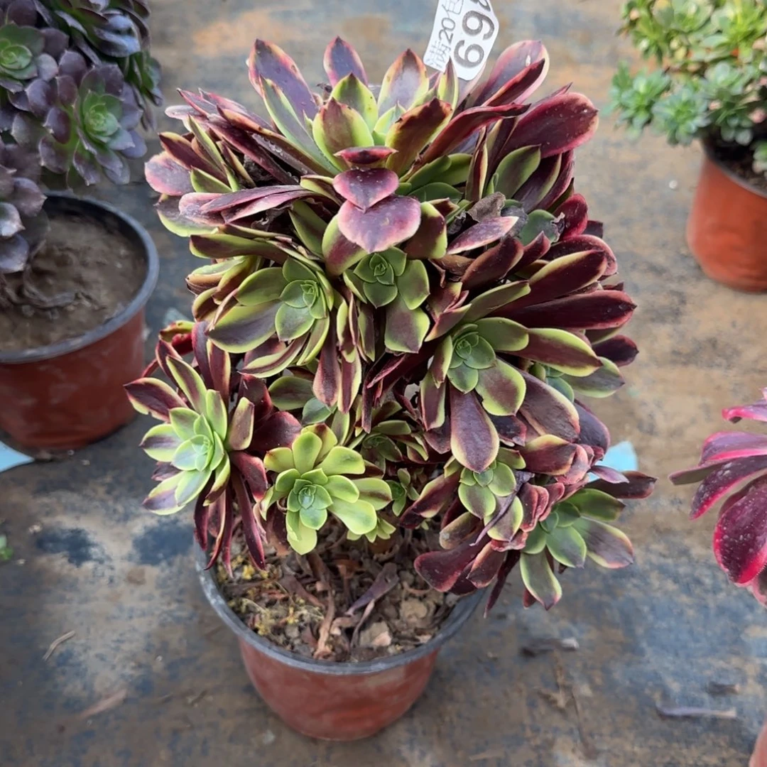 欧佳丽698满20包邮断枝不包