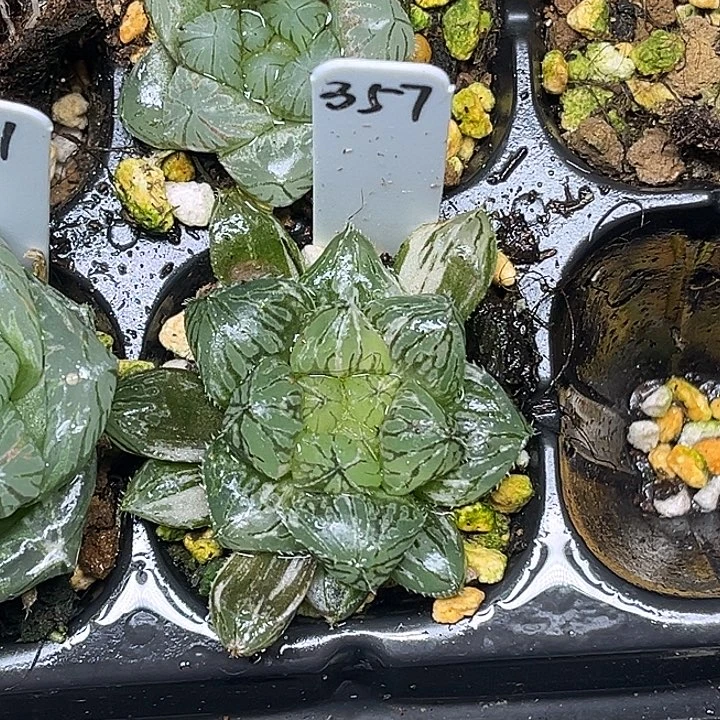 357大叶楼兰玉露锦脱土发货