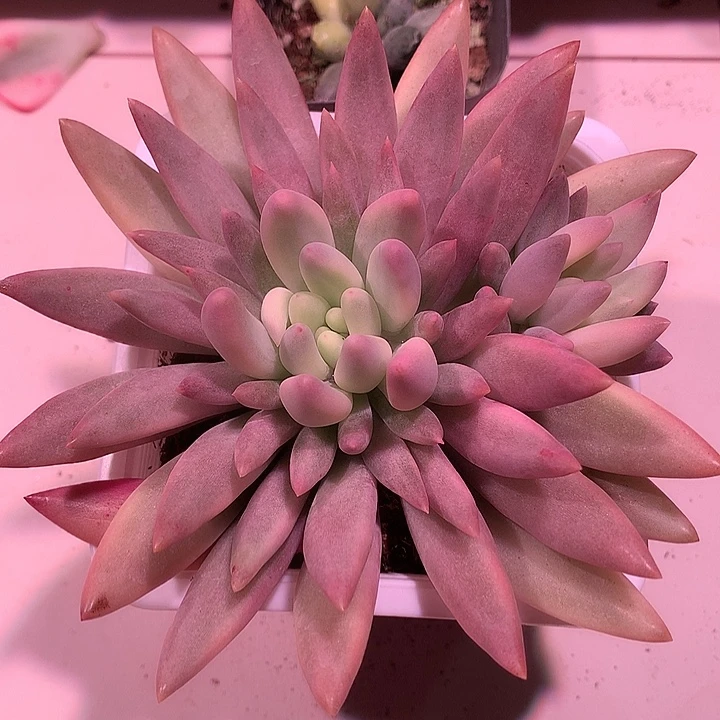 红蜻蜓锦锦锦锦锦