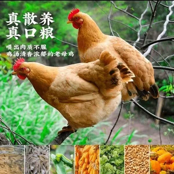 【两年多母鸡】农家散养老品种母鸡
