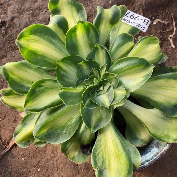 997暴君多肉12344578多肉