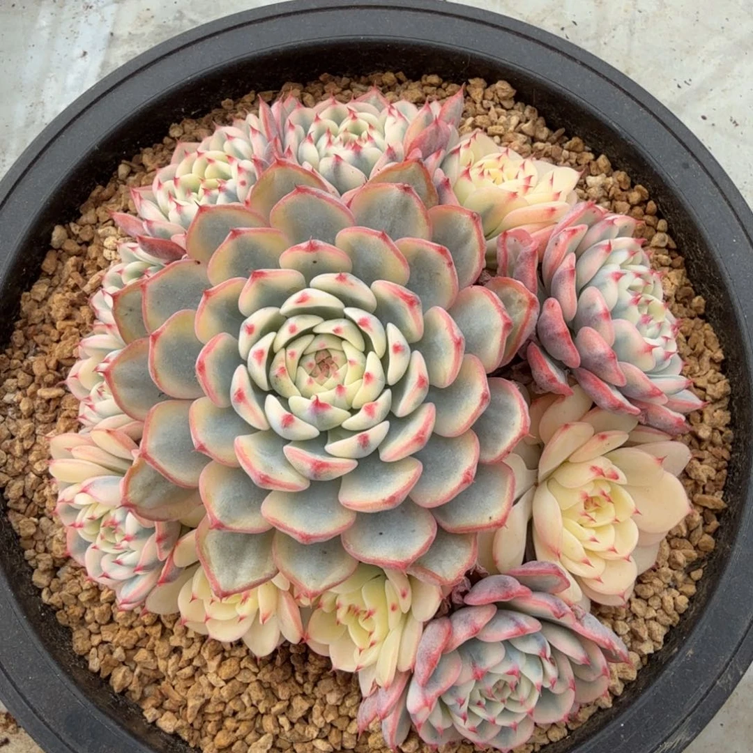 姬莲锦捧花锦上园艺一物一拍