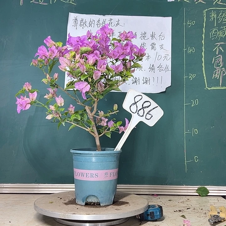 当前无花栽培后可以开花巴西紫886