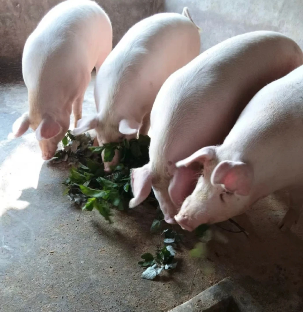 农村土猪肉正宗熟食土猪''