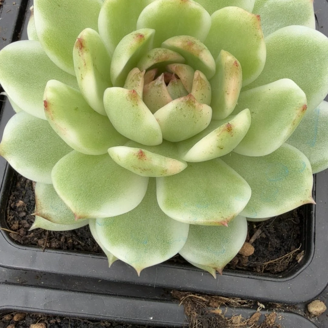 绿水晶 安吉园艺锦