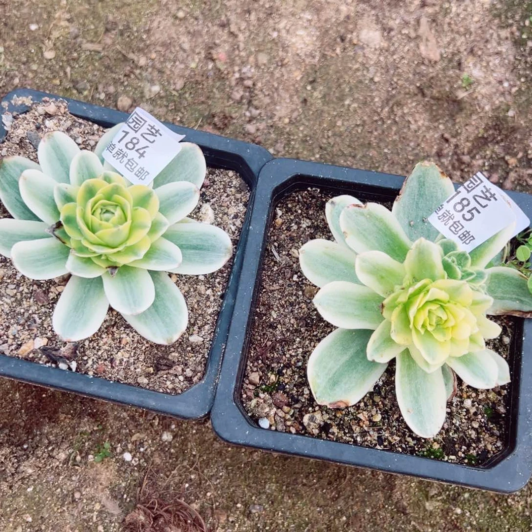 流**雪山地玫瑰锦多肉植物184-85