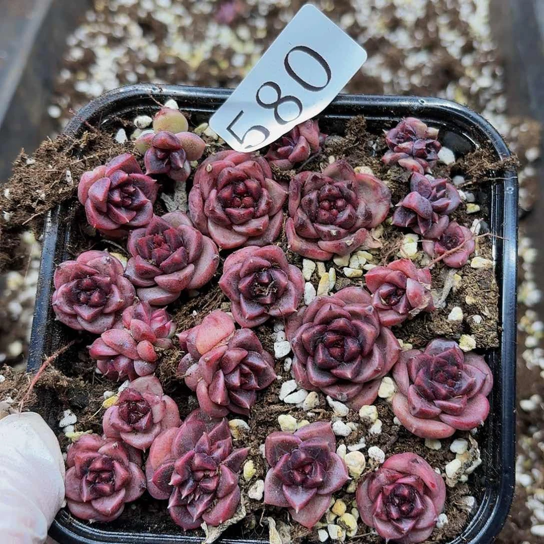 多肉植物多肉植物580