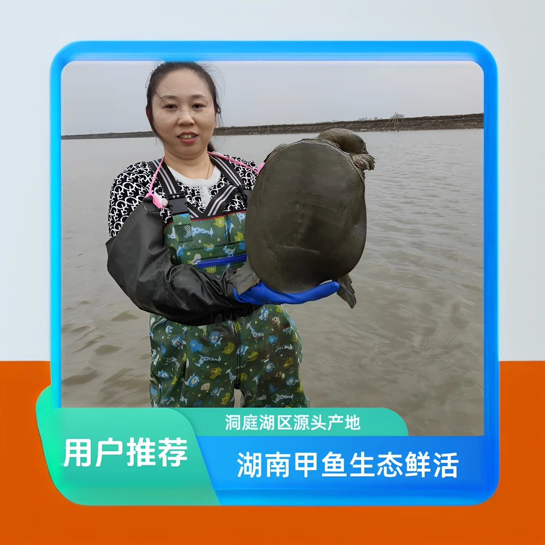 湖南洞庭湖区生态放养自然生长汉寿鲜活发货源头产地生态甲鱼