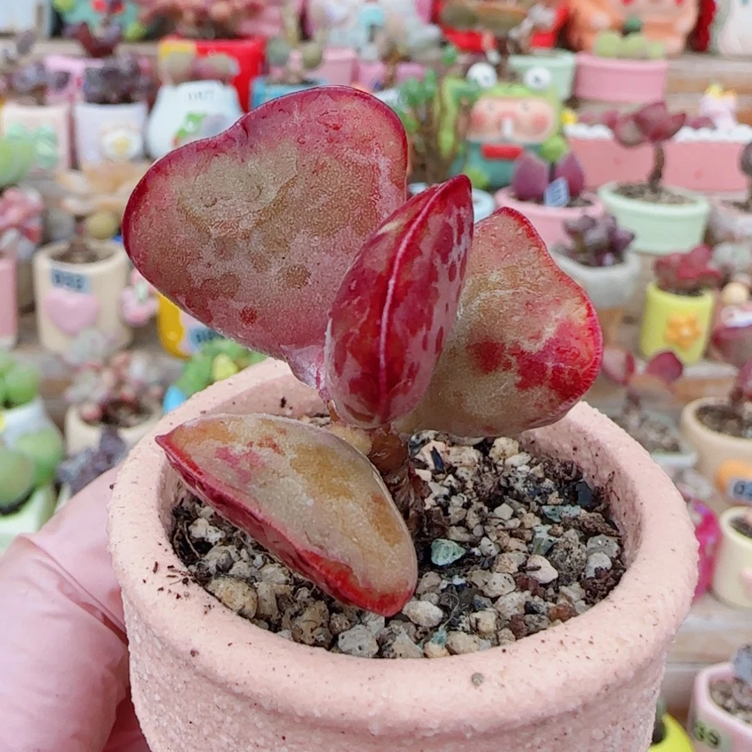 T爱心水泡盆口3.5cm