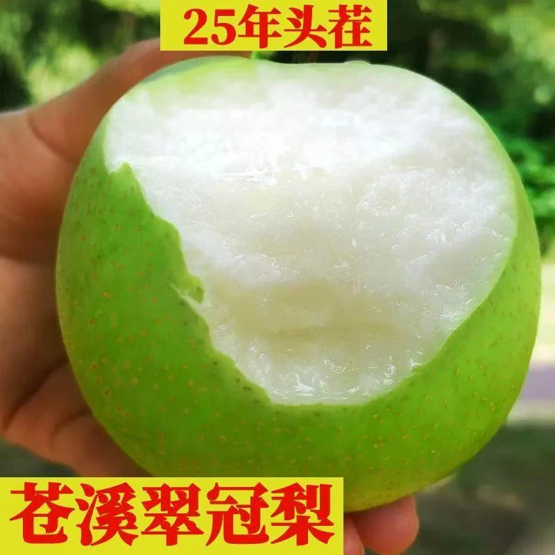 【顺丰包邮】四川应季水果新鲜头茬青皮蜜梨苍溪翠冠凤雪孕妇梨