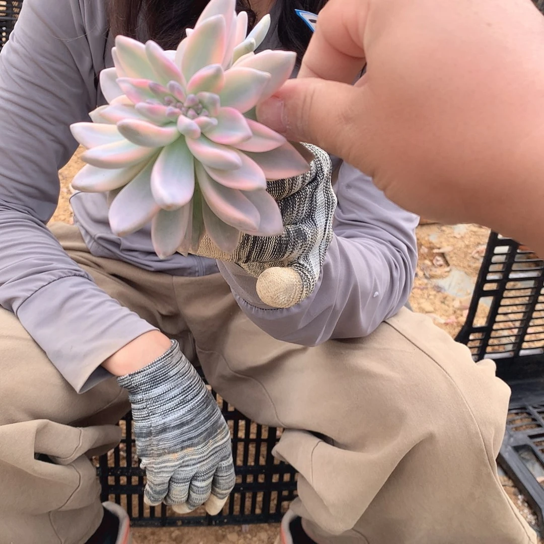 164 淡雪锦 一物一拍