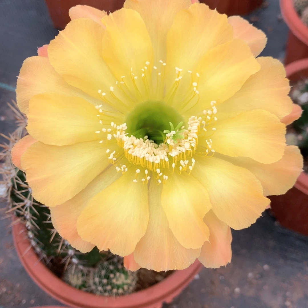 7264实生彩草15公分杯瑕疵