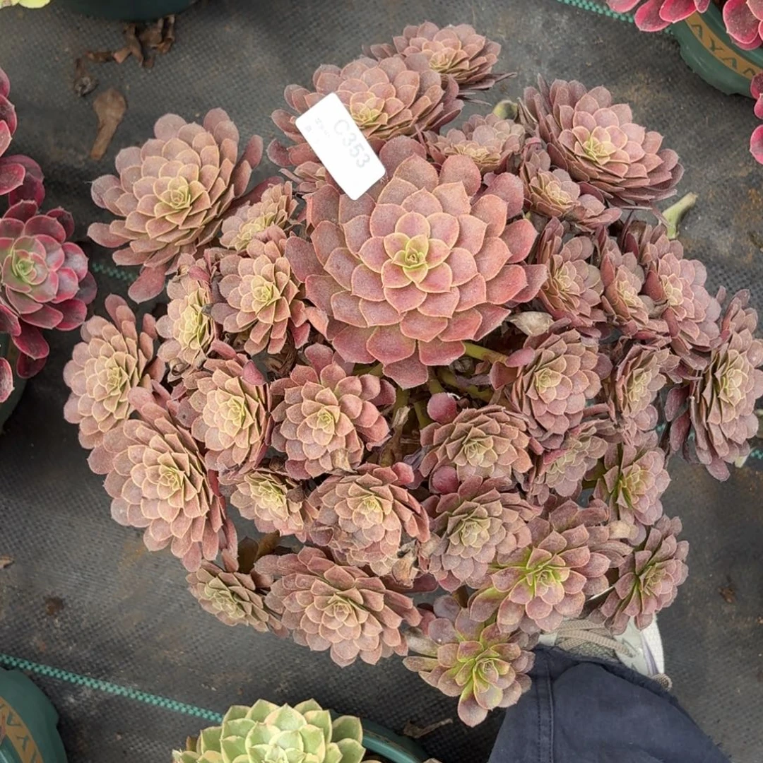 353黑铜鼓多肉植物