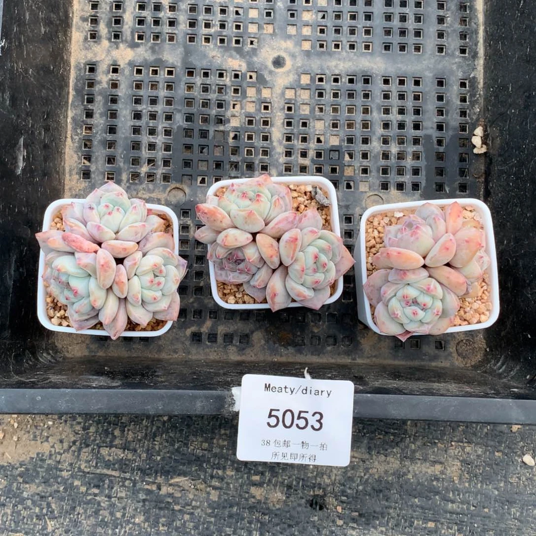 品*5053星影石榴籽三颗5厘米左右