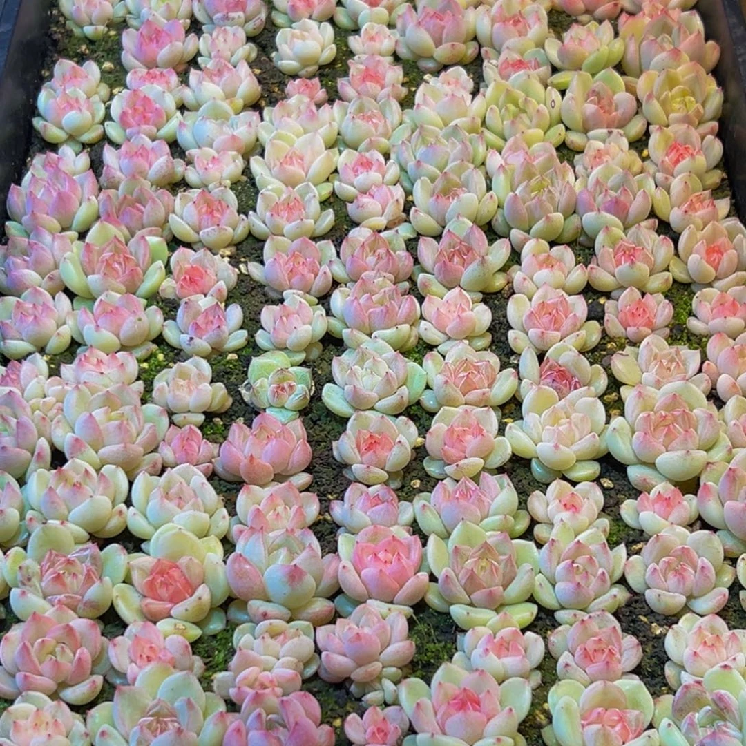 798多肉葡萄的价格是