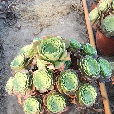郑*万圣节法师多肉植物1