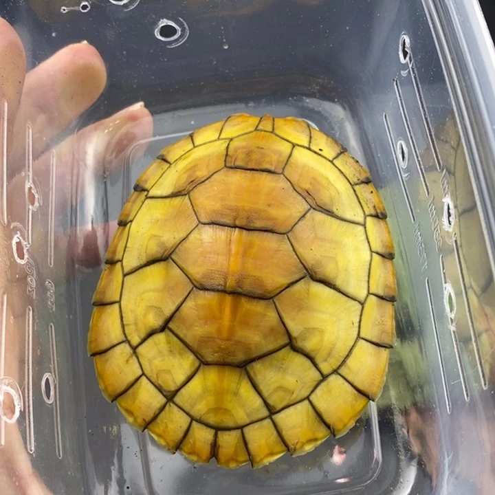 巴西彩龟母66666666