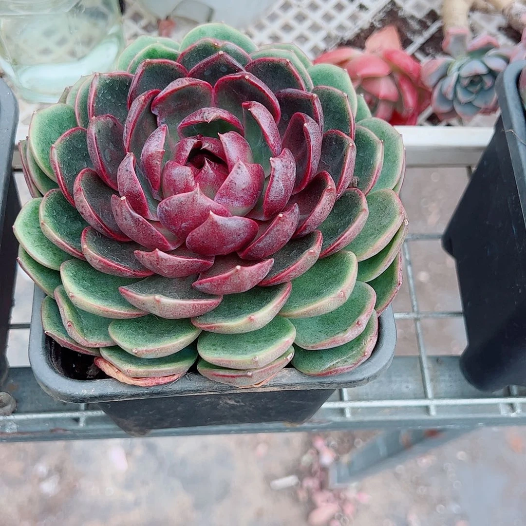 红灯大单头精品特价