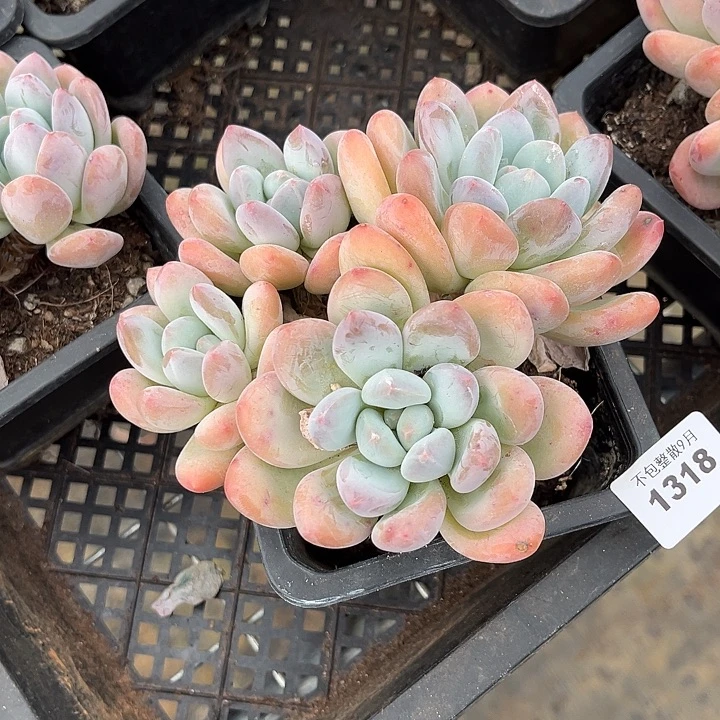 阿雅园艺。        1318香水