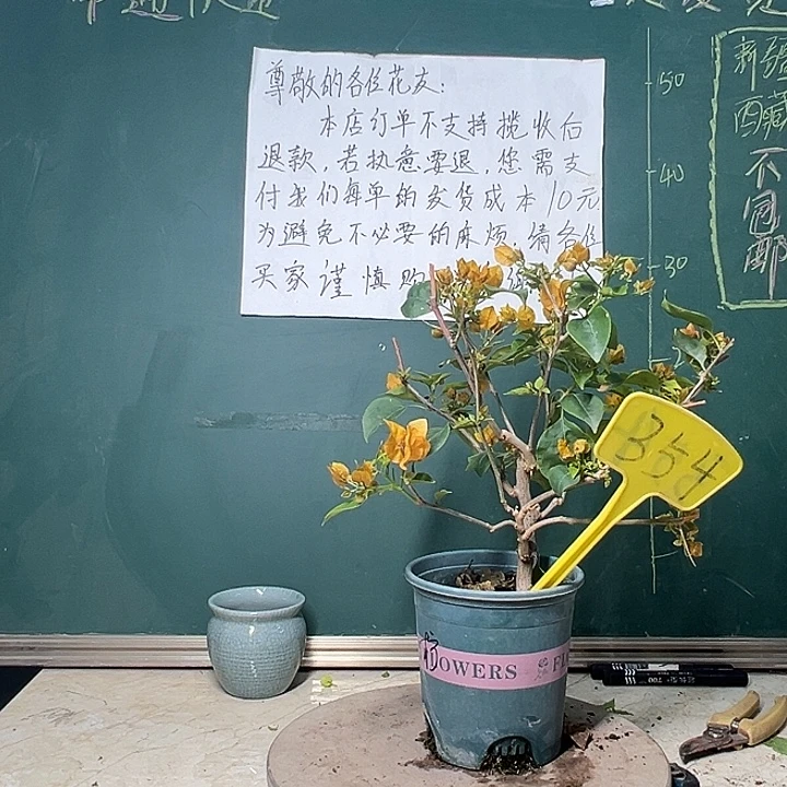 完全开放柠檬黄354