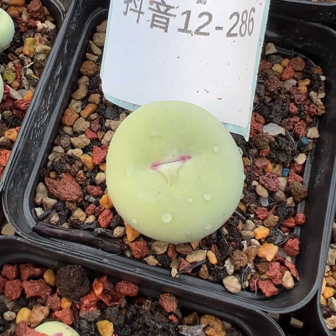 12-286肉锥多肉植物大战