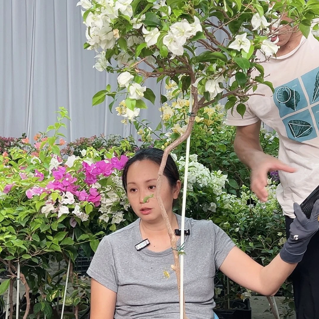 蜜***糖当前无花栽培后可以开花H96白雪