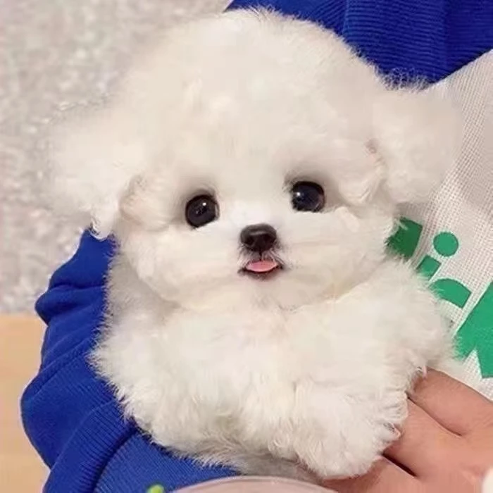 直播间挑选比熊犬活体健康混血小狗家养