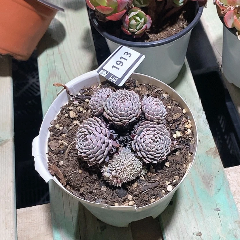 【闪购商品】纸风车缀1913