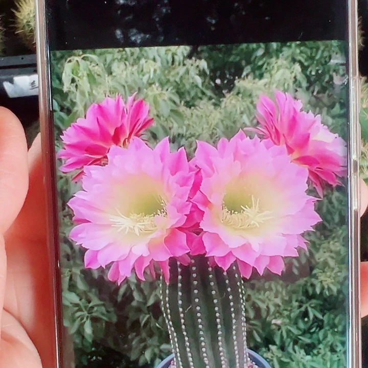 毛花柱河岸侧芽拍一发二
