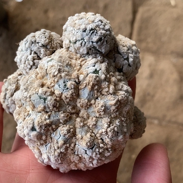 三角接浓白花园群