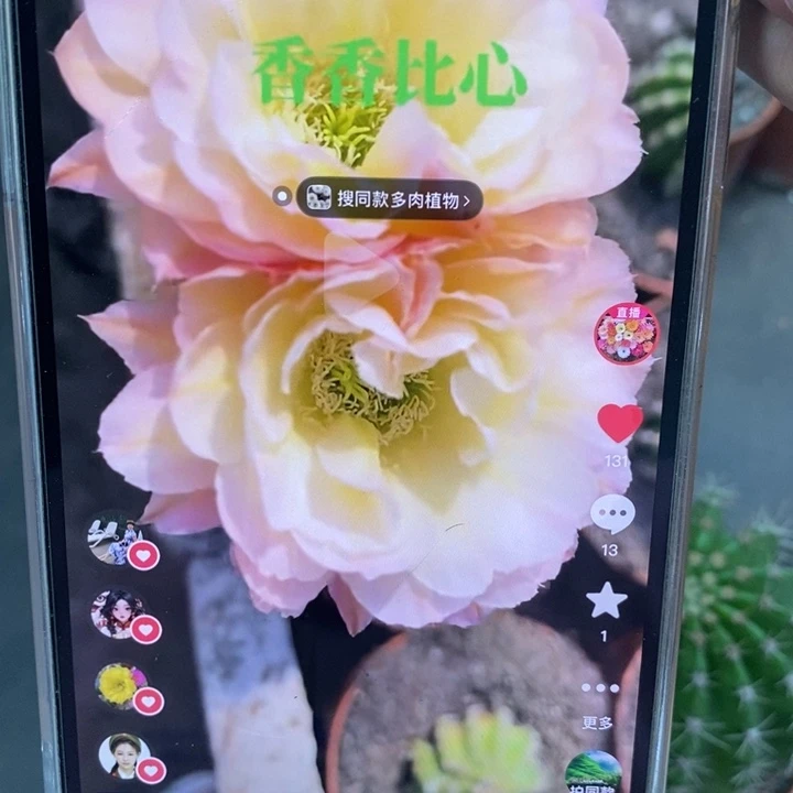 香香比心侧芽1-1.5公分左右