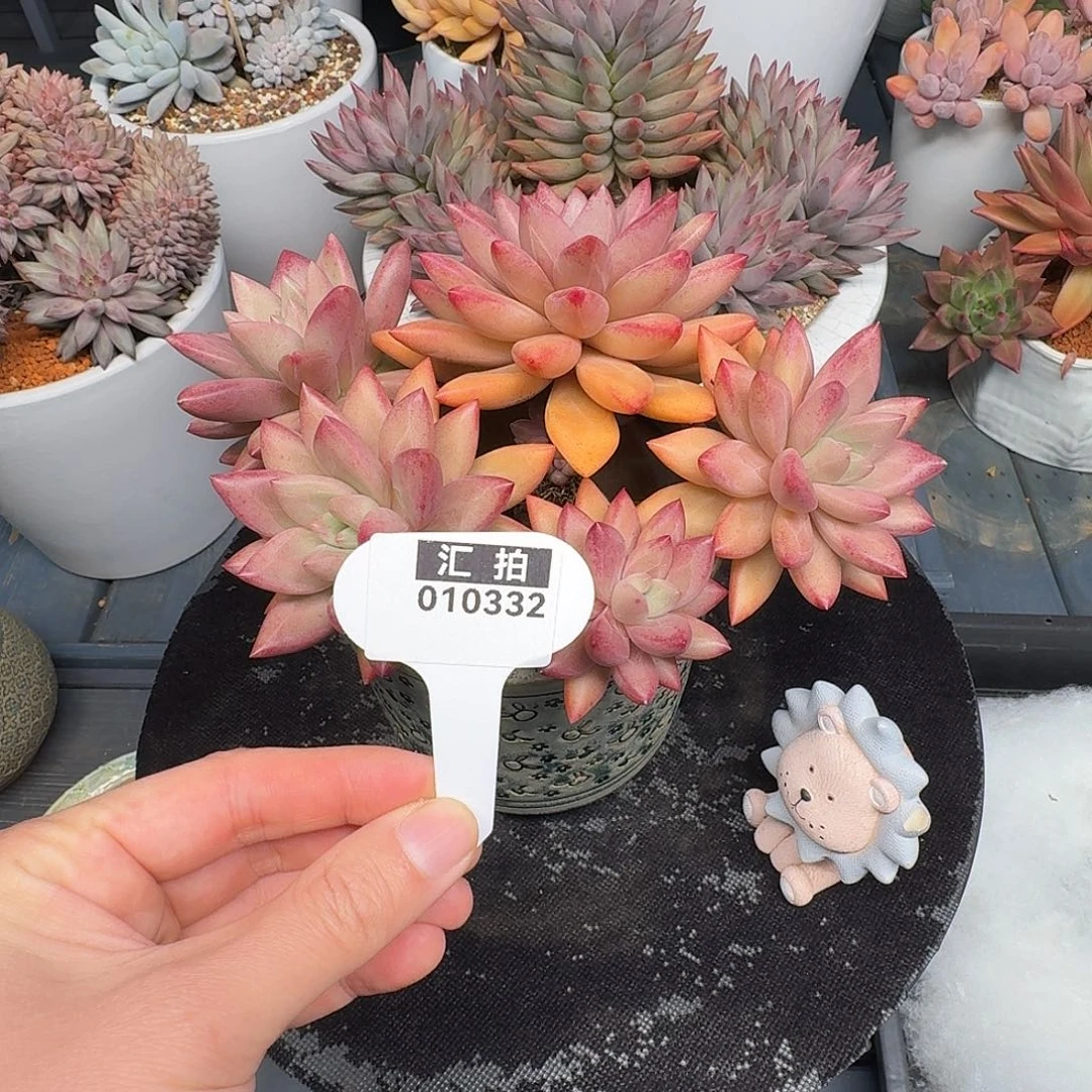 精品多肉植物010332