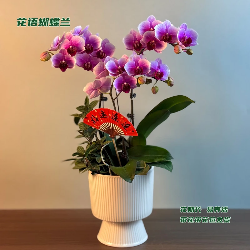 蝴蝶兰【粉红珍珠】 带花带花苞发货 室内客厅阳台花卉 好养易活