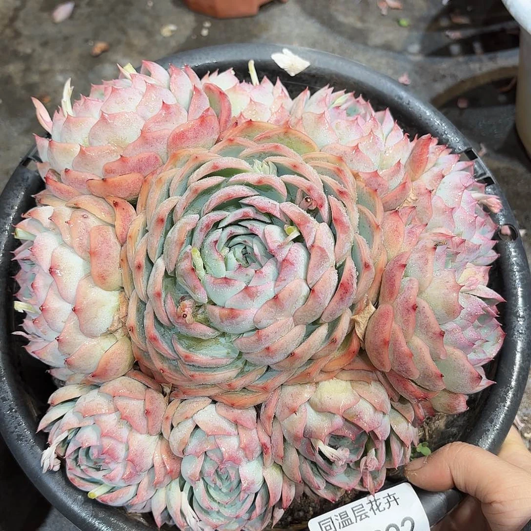 同温层多肉侧影392